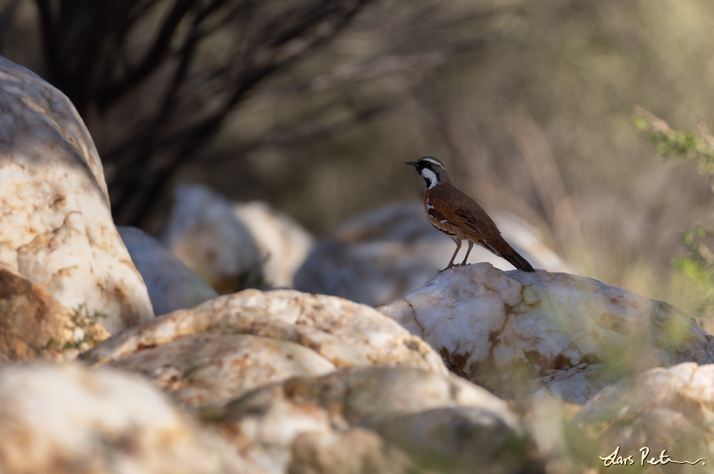 Western Quail-thrush