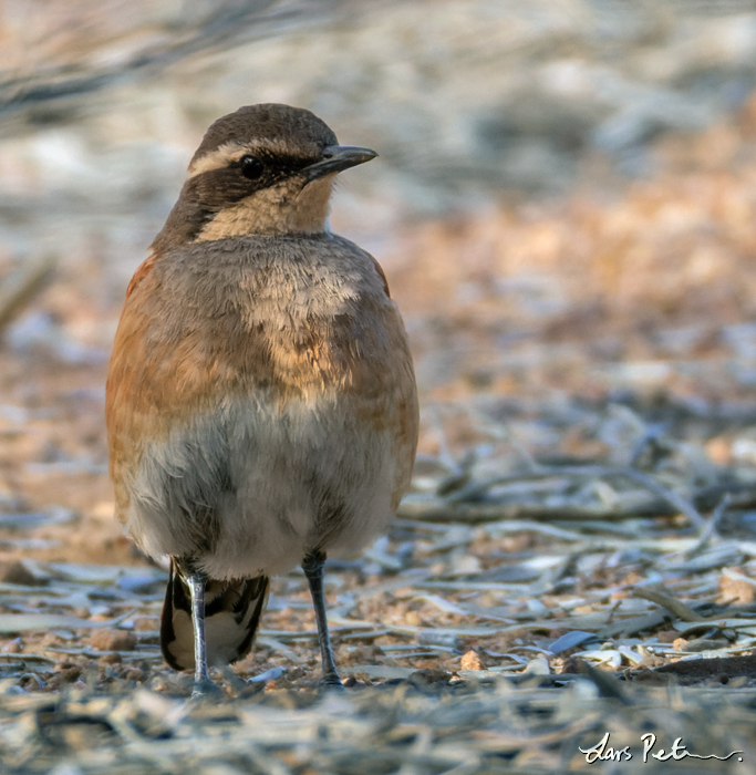 Western Quail-thrush