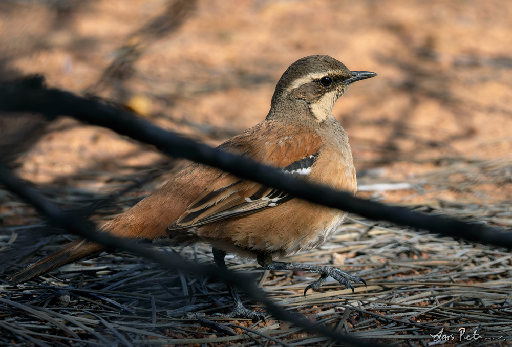 Western Quail-thrush