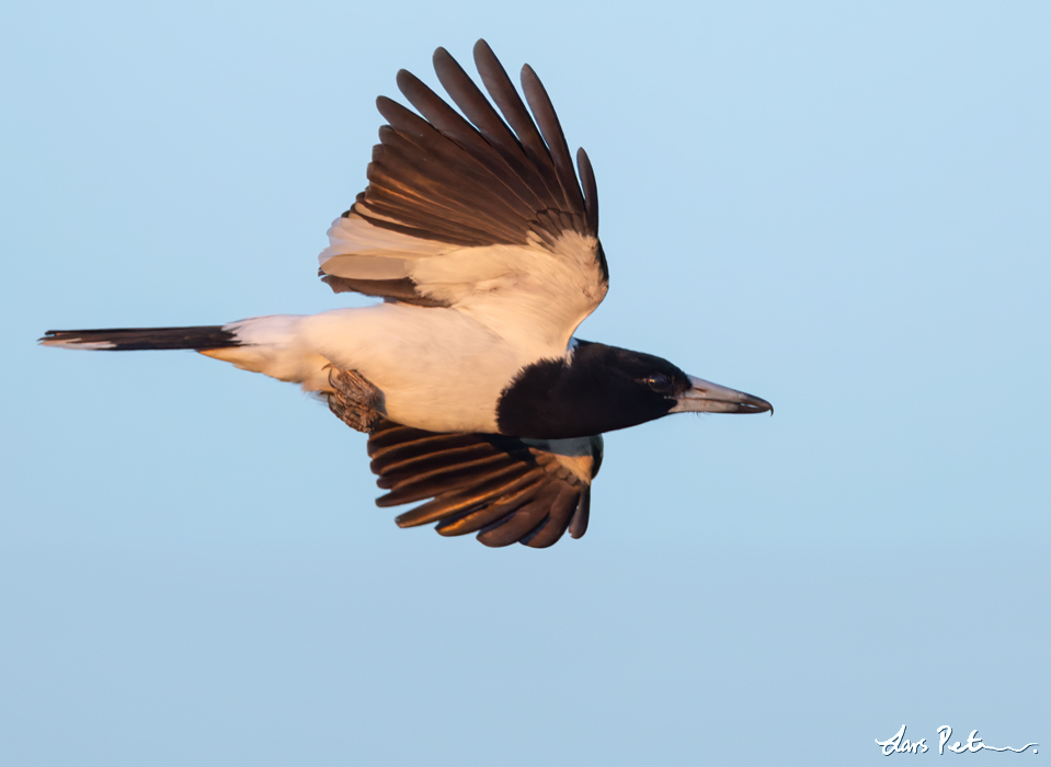 Pied Butcherbird