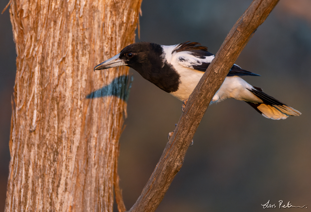 Pied Butcherbird