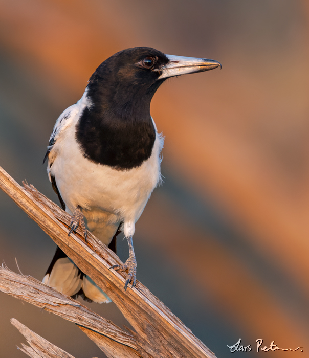 Pied Butcherbird