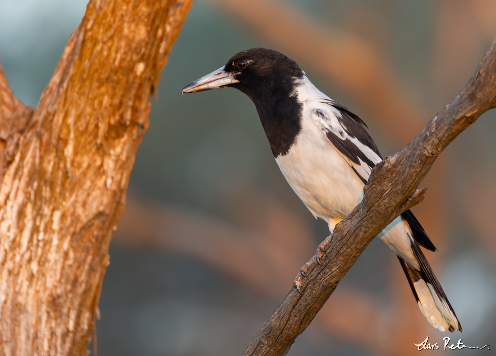 Pied Butcherbird