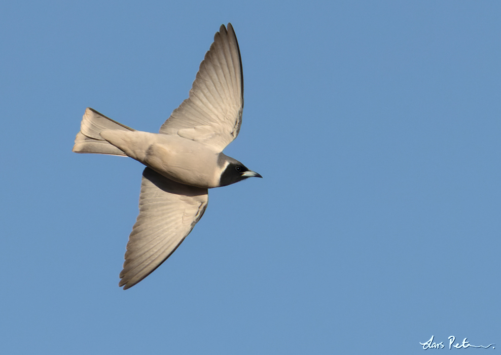 Masked Woodswallow