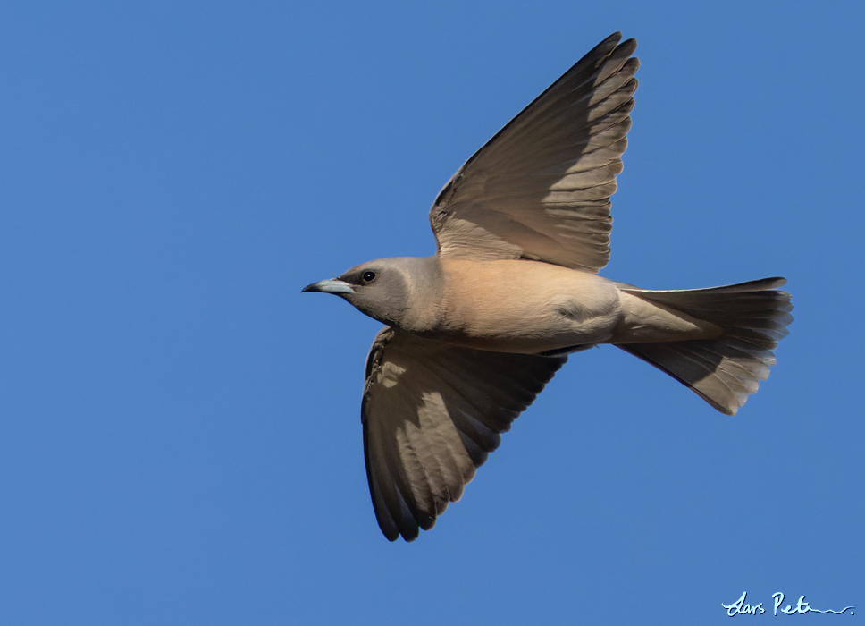 Masked Woodswallow