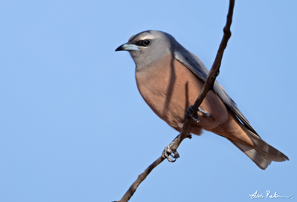 White-browed Woodswallow