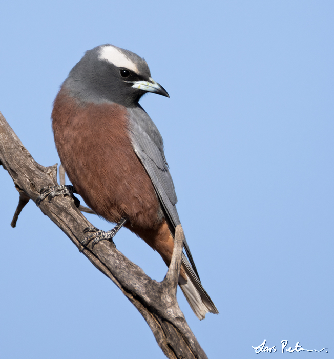 White-browed Woodswallow