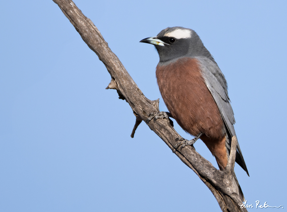 White-browed Woodswallow