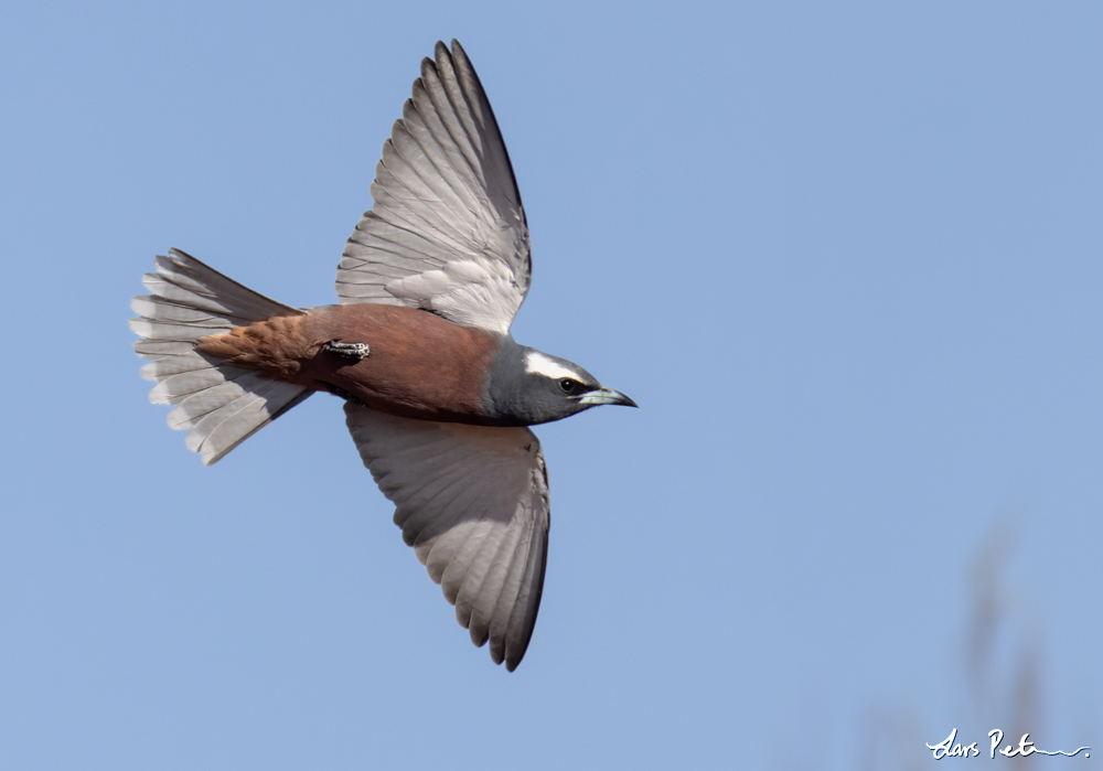 White-browed Woodswallow