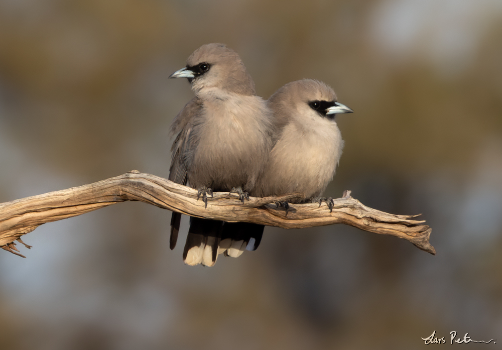 Black-faced Woodswallow