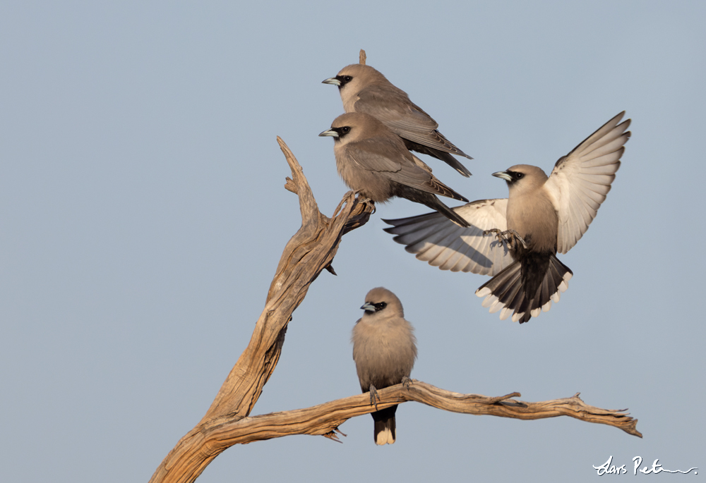 Black-faced Woodswallow