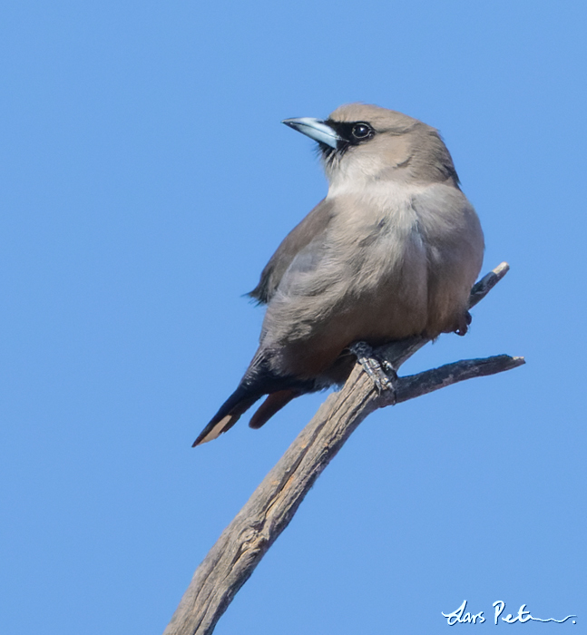 Black-faced Woodswallow