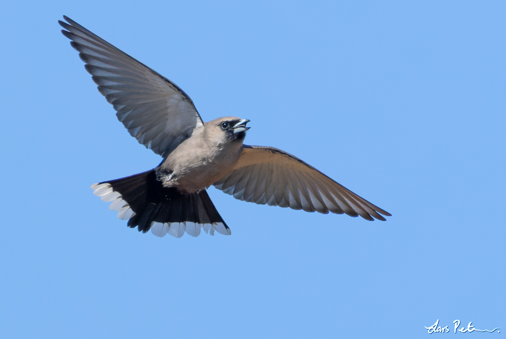 Black-faced Woodswallow