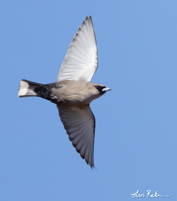 Black-faced Woodswallow