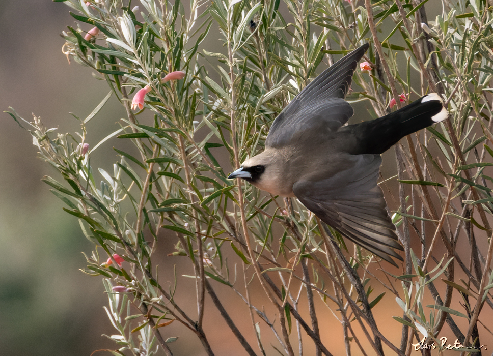 Black-faced Woodswallow