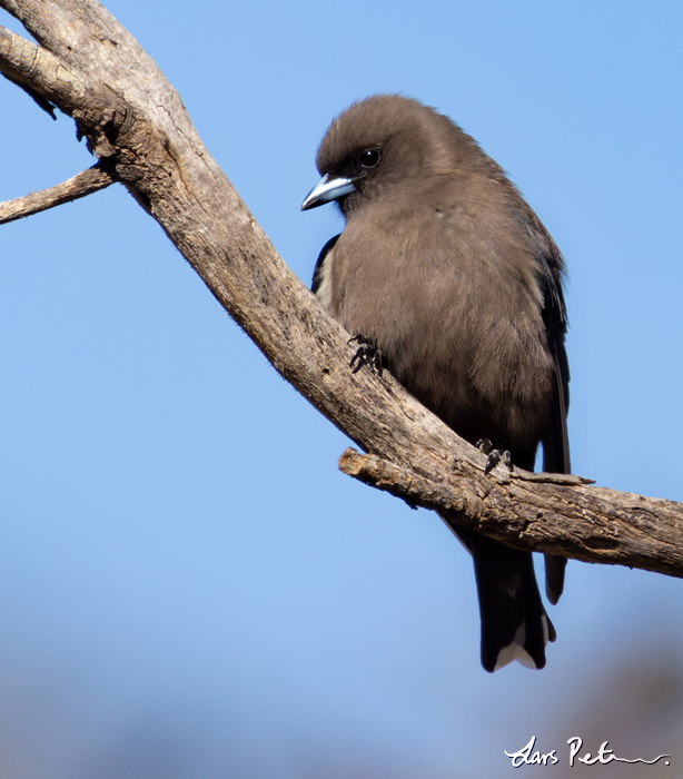 Dusky Woodswallow