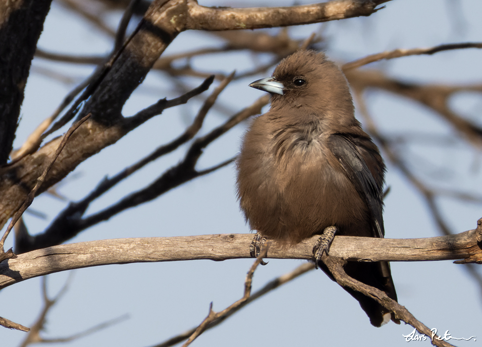 Dusky Woodswallow