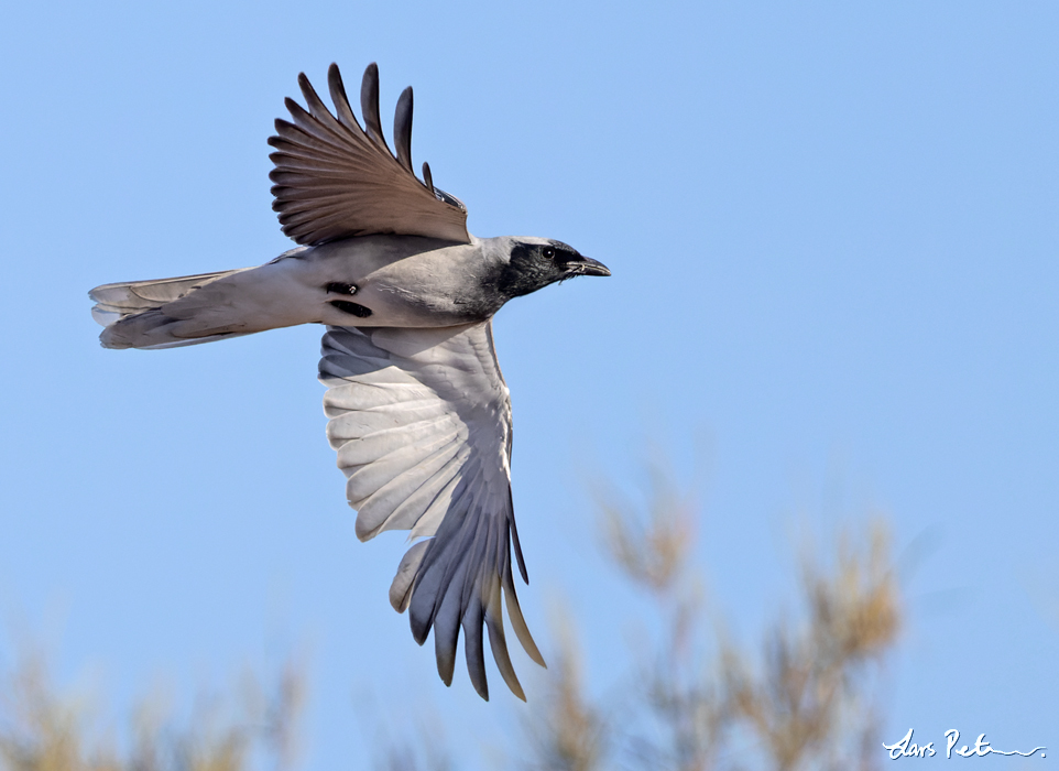 Black-faced Cuckooshrike