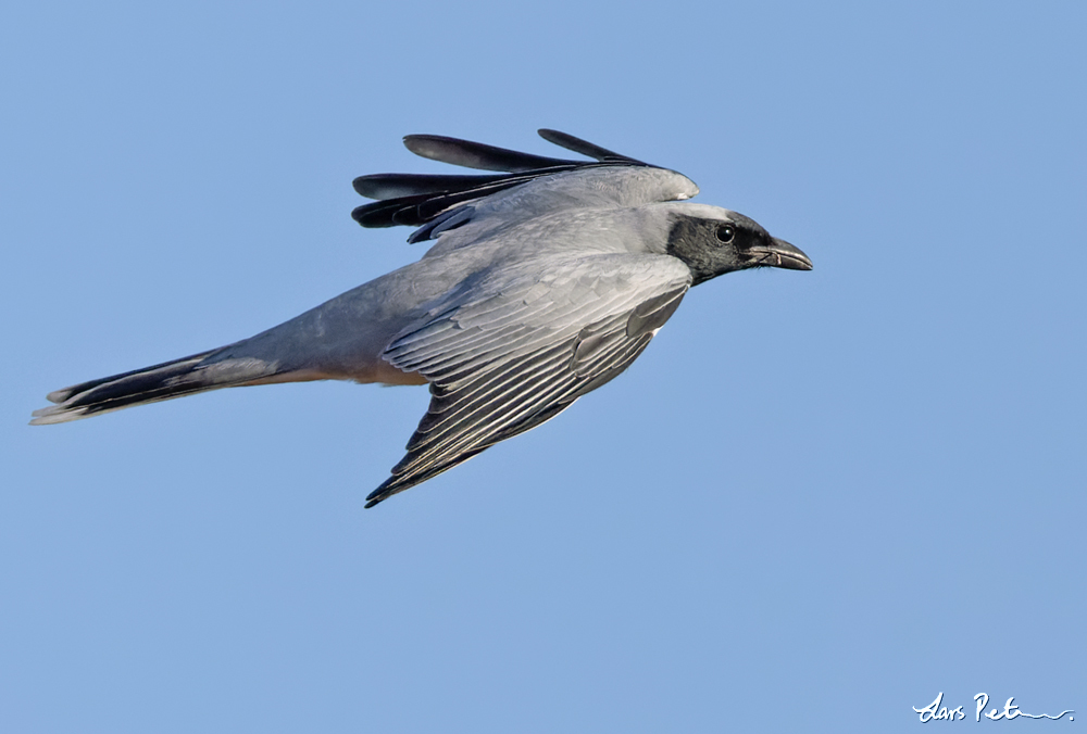 Black-faced Cuckooshrike