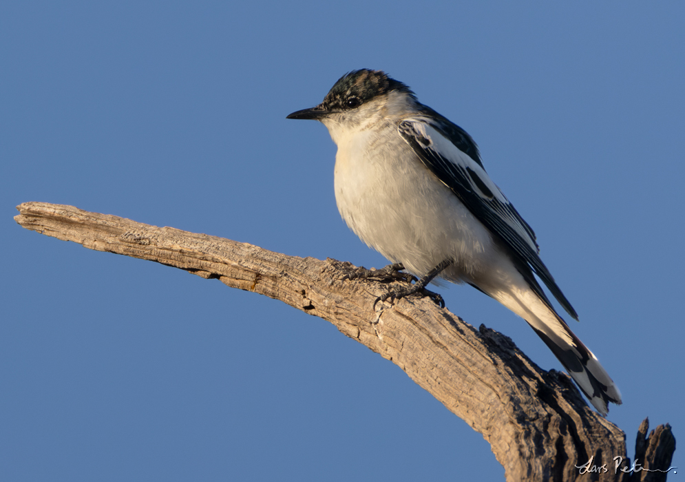 White-winged Triller