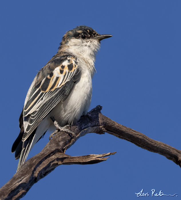 White-winged Triller