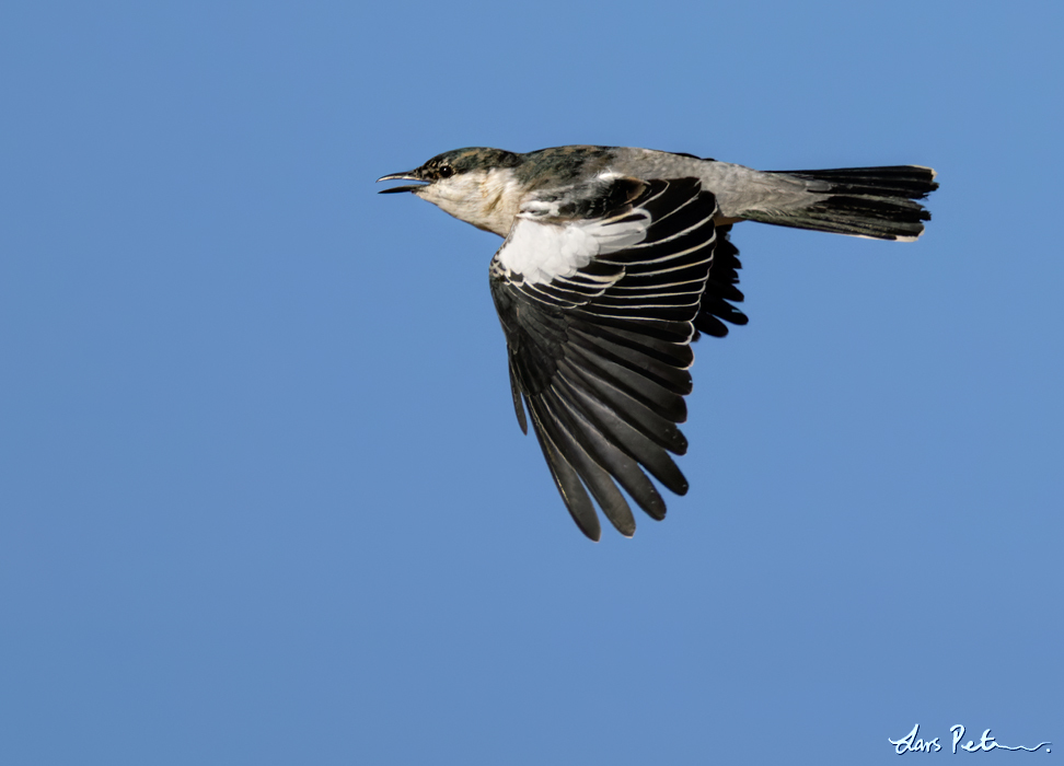 White-winged Triller