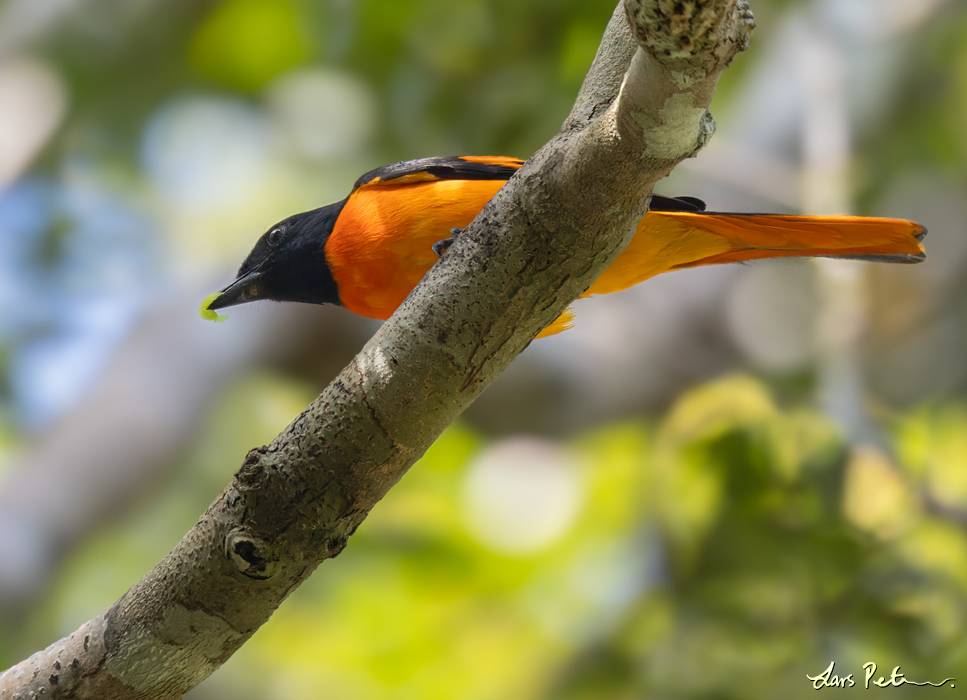 Orange Minivet