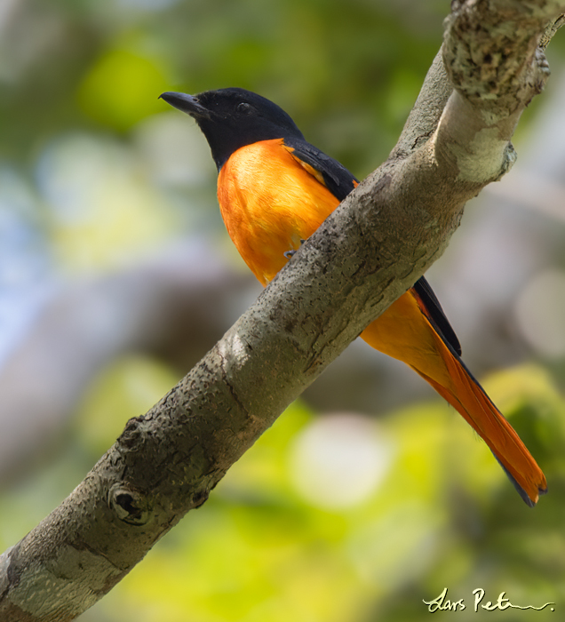 Orange Minivet