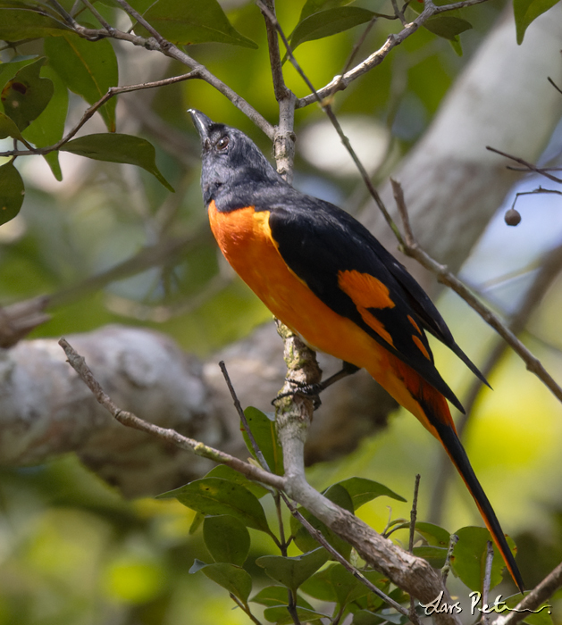 Orange Minivet