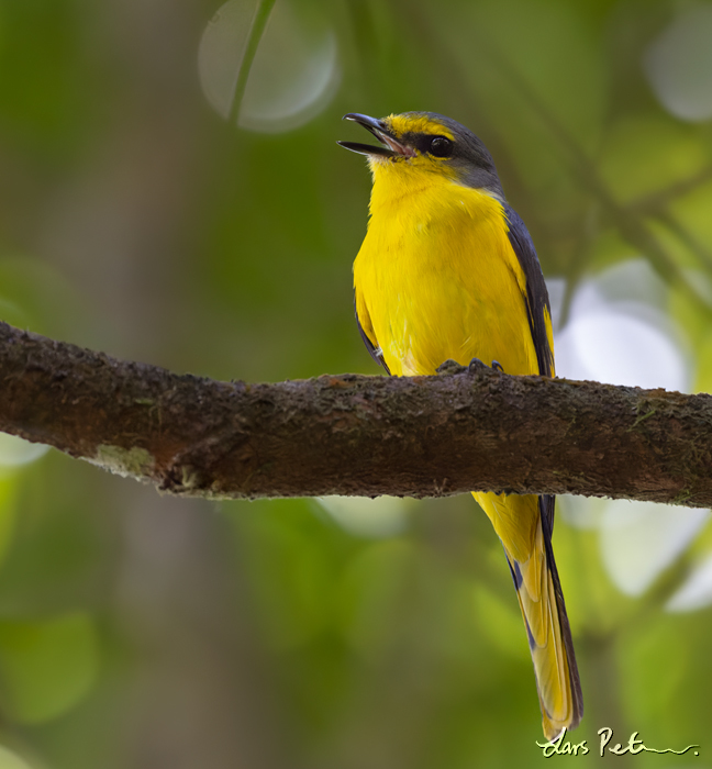 Orange Minivet