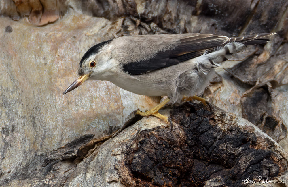 Varied Sittella