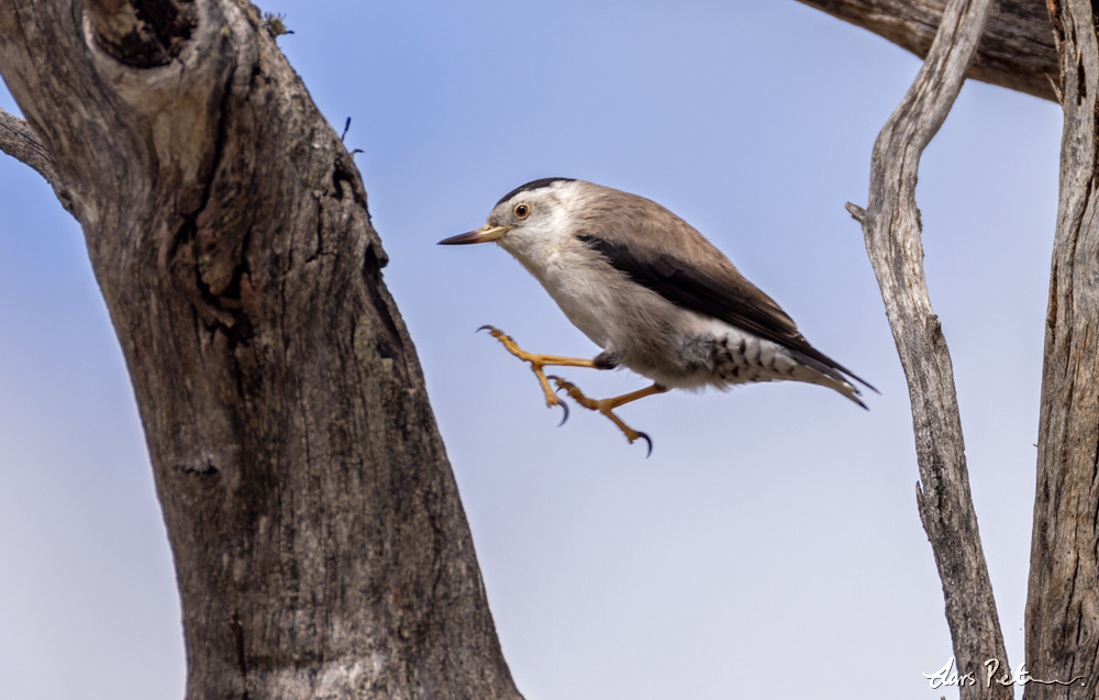 Varied Sittella