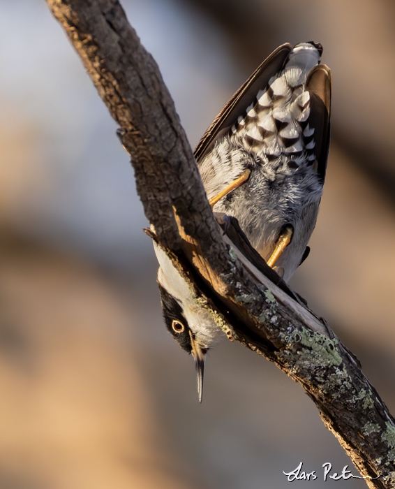 Varied Sittella