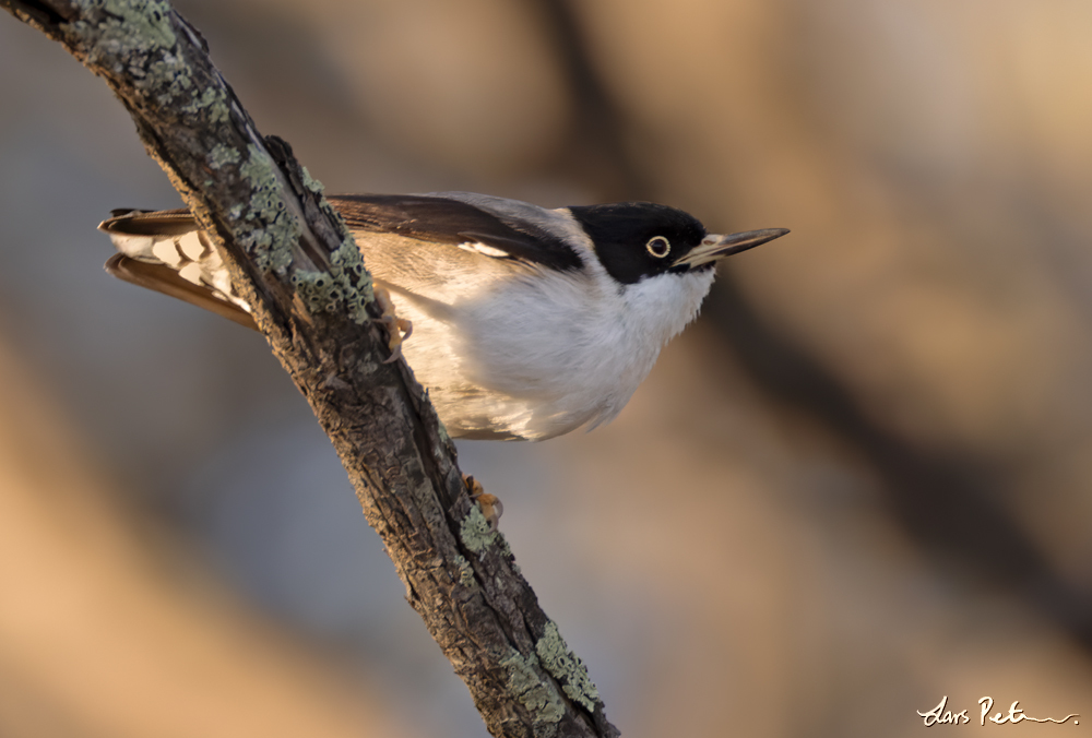 Varied Sittella