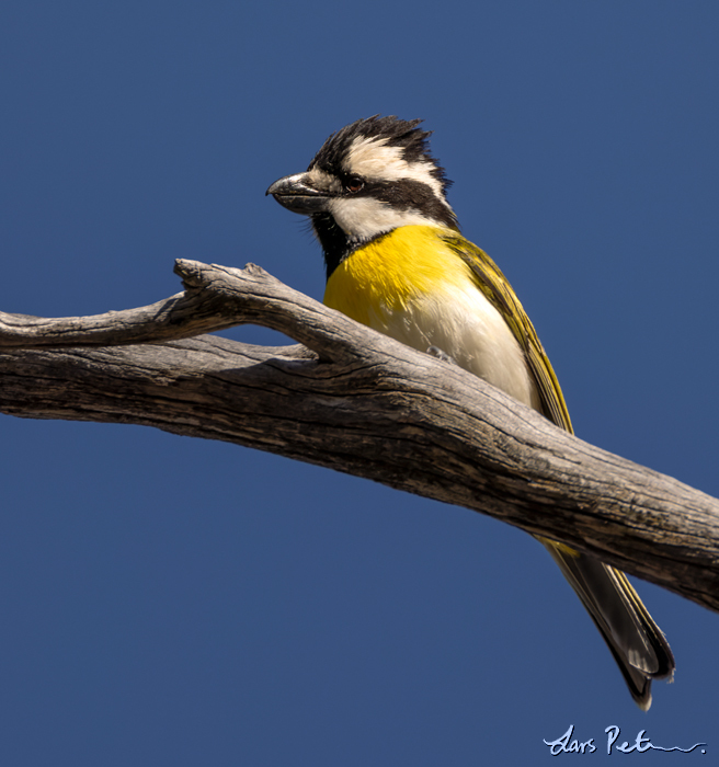 Western Shriketit