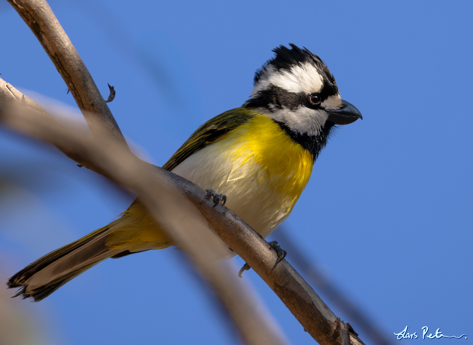 Western Shriketit