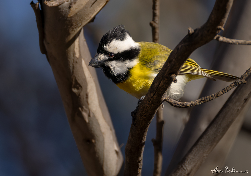 Western Shriketit