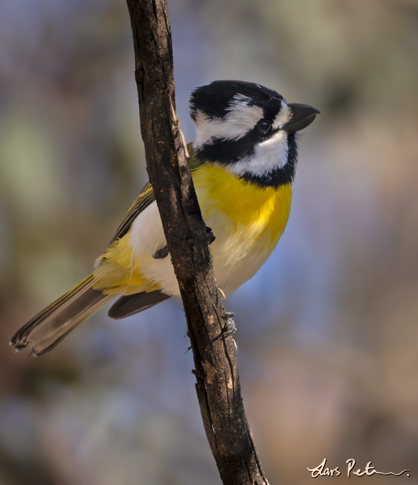 Western Shriketit