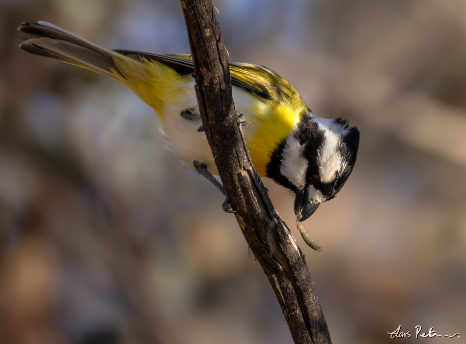 Western Shriketit