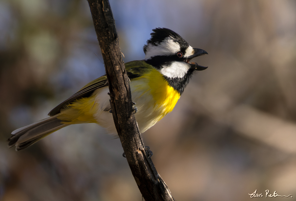 Western Shriketit