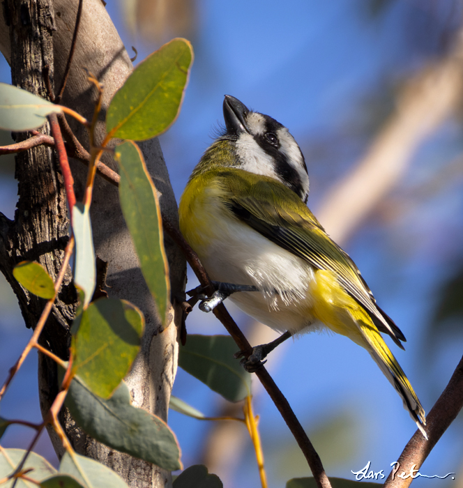 Western Shriketit