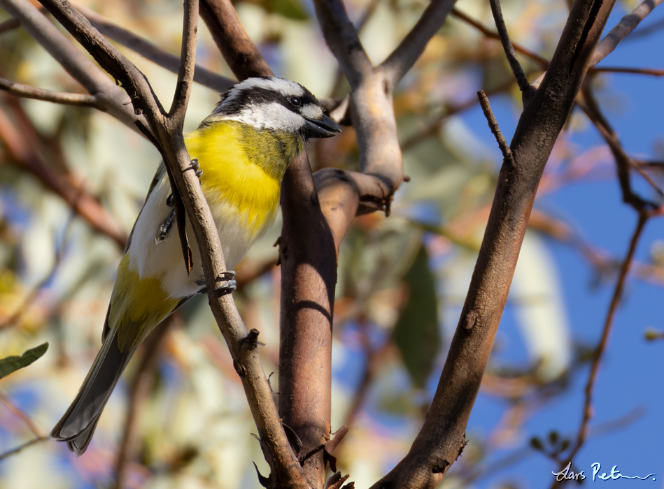 Western Shriketit