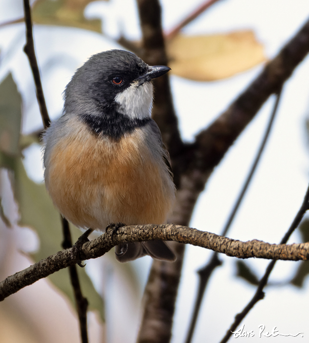 Rufous Whistler