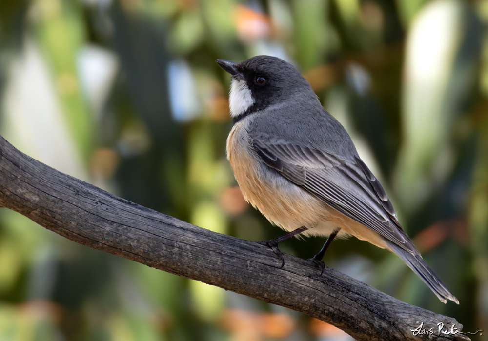 Rufous Whistler