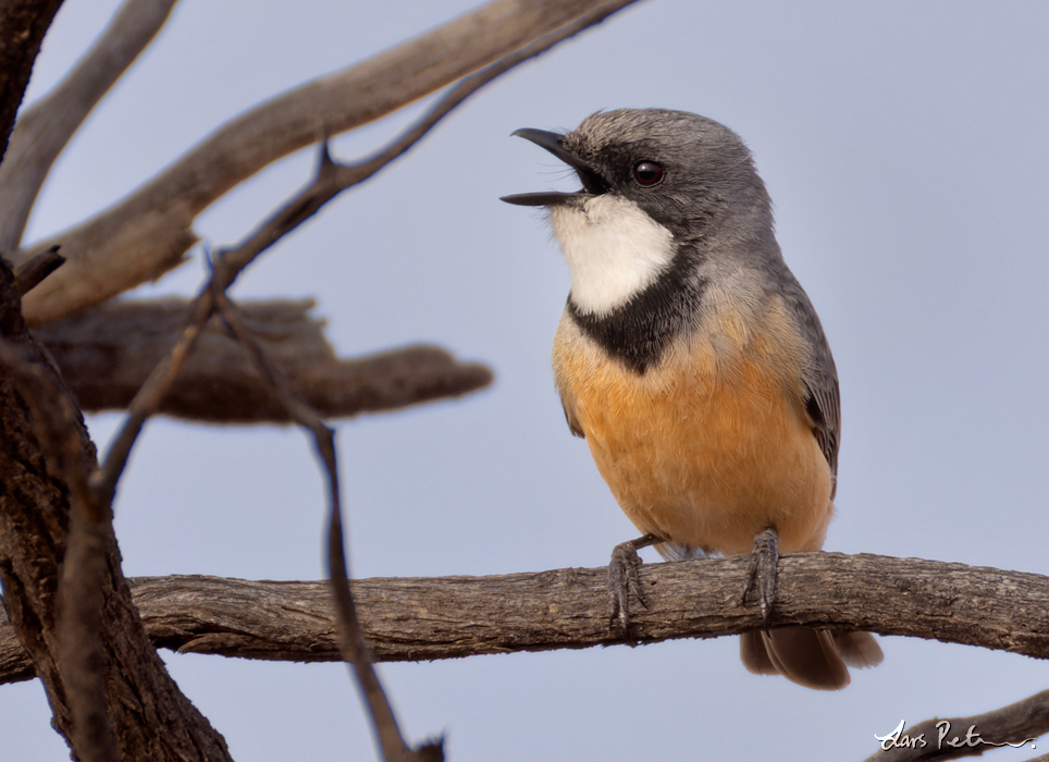 Rufous Whistler