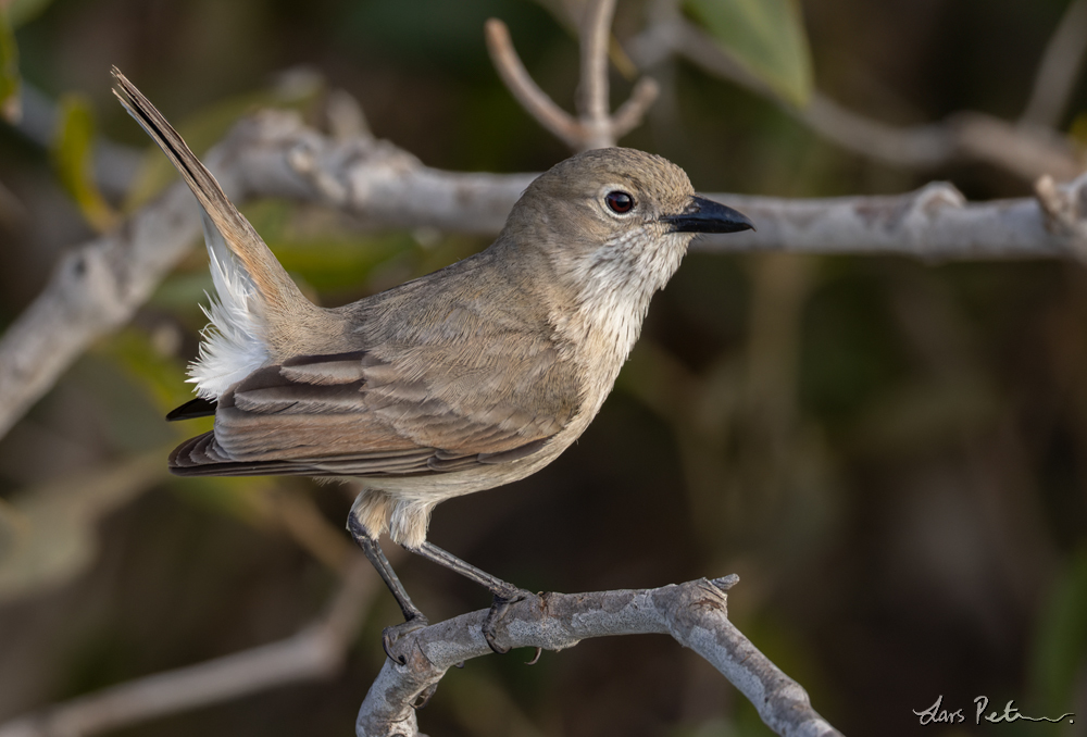 White-breasted Whistler