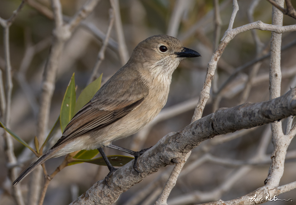 White-breasted Whistler