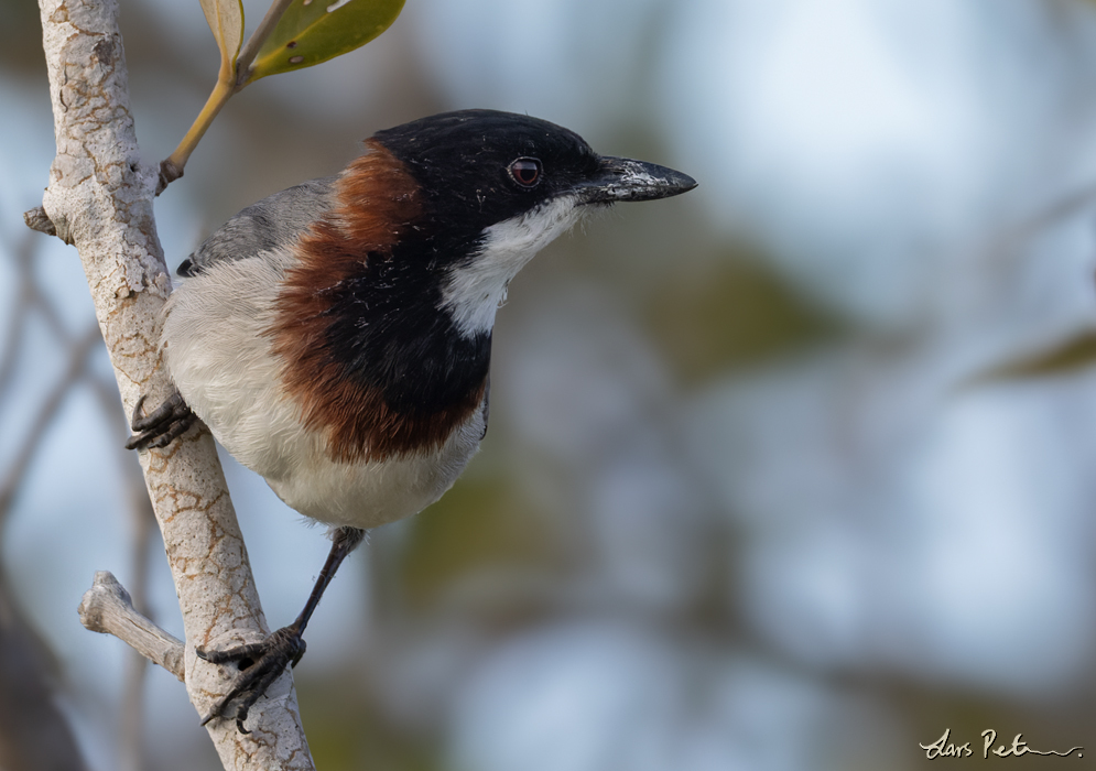 White-breasted Whistler