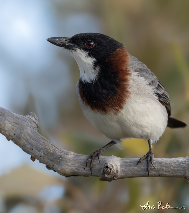 White-breasted Whistler