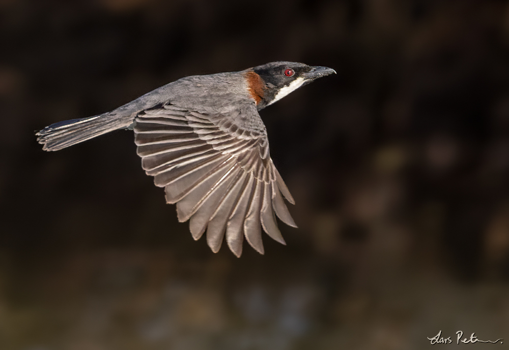 White-breasted Whistler